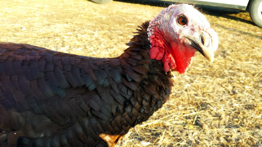 This turkey was not harmed in the writing of this post